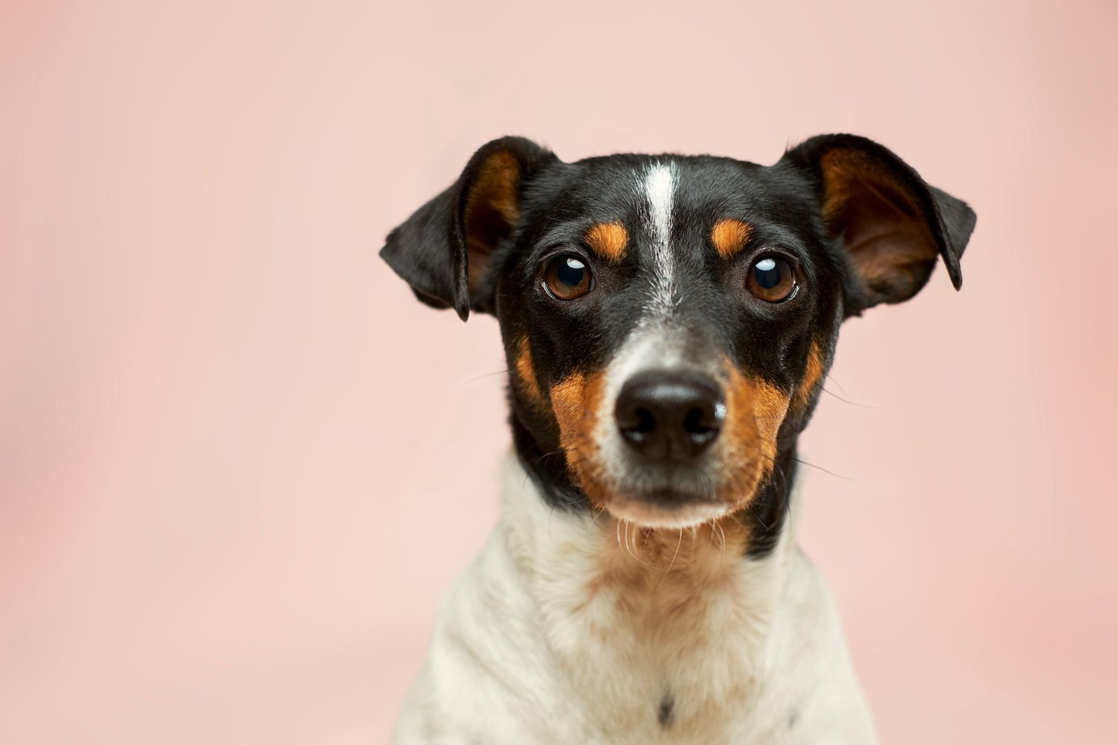 Hund in tierärztlicher Betreuung